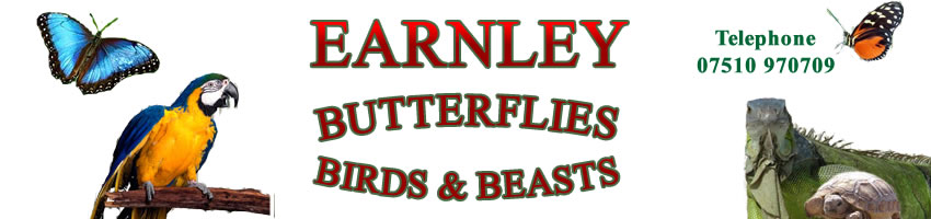 Earnley Butterflies, Birds and Beasts