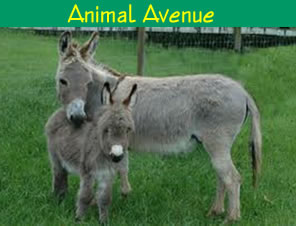 Miniature Donkeys